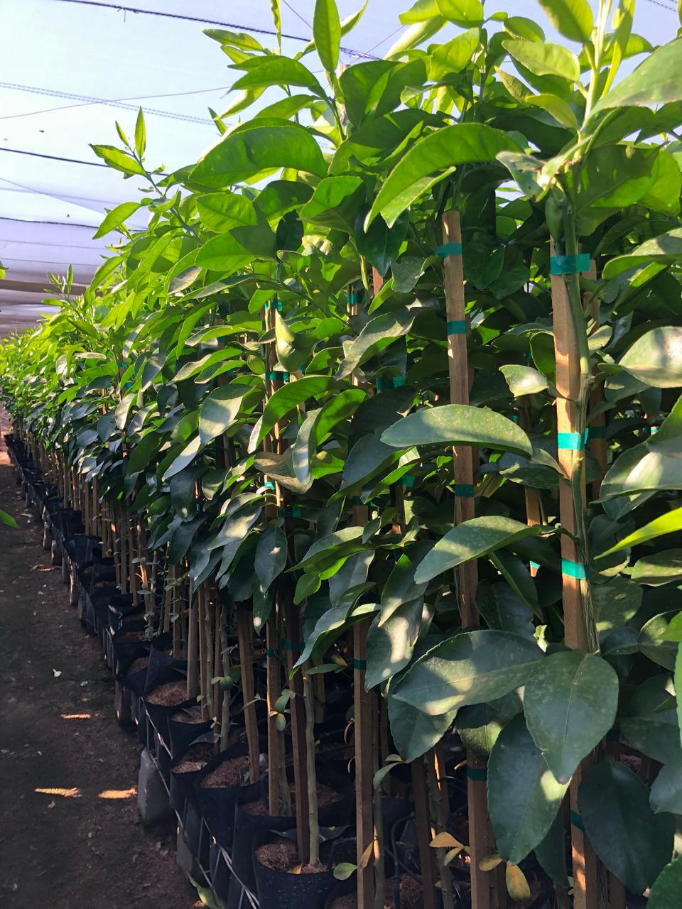 Agricultural Consultancy